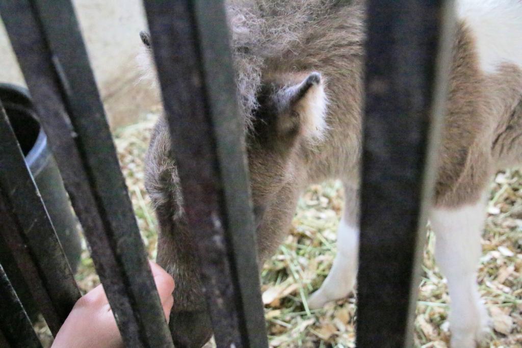 Cannoli visits with a new friend. (Julie June Stewart photo)